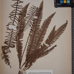 Photographie n°1251977 du taxon Blechnum spicant (L.) Roth [1794]