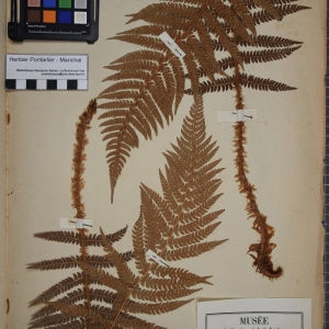 Photographie n°1252007 du taxon Aspidium angulare Kit. ex Willd. [1810]