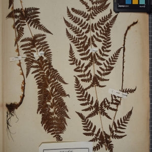 Photographie n°1252011 du taxon Polystichum spinulosum sensu auct. plur.