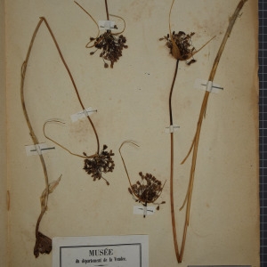 Allium oporinanthum Brullo, Pavone & Salmeri (Ail de Girerd)
