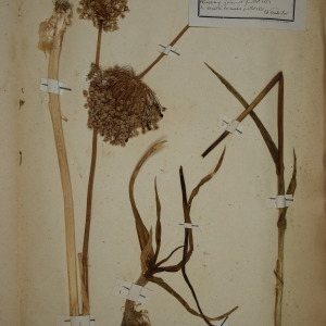 Photographie n°1252021 du taxon Allium polyanthum Schult. & Schult.f. [1830]