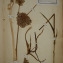  Herbier  PONTARLIER-MARICHAL - Allium polyanthum Schult. & Schult.f. [1830]