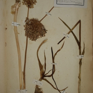 Photographie n°1252022 du taxon Allium polyanthum Schult. & Schult.f. [1830]
