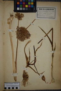 Herbier  PONTARLIER-MARICHAL, le  1 juillet 1851 (Vouillé-les-Marais)