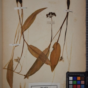 Photographie n°1252029 du taxon Allium ursinum L. [1753]