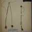  Herbier  PONTARLIER-MARICHAL - Allium vineale L. [1753]