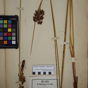 Photographie n°1252032 du taxon Juncus acutus sensu Thuill. [1799]