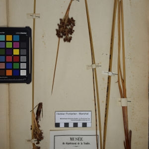 Photographie n°1252033 du taxon Juncus acutus sensu Thuill. [1799]