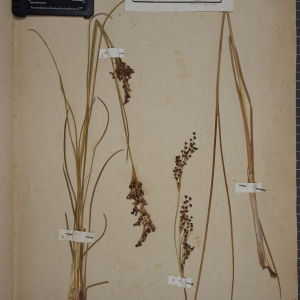 Photographie n°1252049 du taxon Juncus anceps Laharpe [1827]