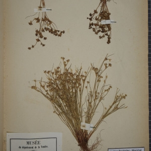Photographie n°1252063 du taxon Juncus bufonius L. [1753]