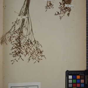 Photographie n°1252075 du taxon Juncus tenageia Ehrh. ex L.f. [1782]