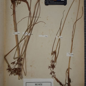 Photographie n°1252094 du taxon Cyperus longus L. [1753]