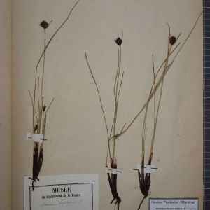Photographie n°1252098 du taxon Schoenus nigricans L. [1753]