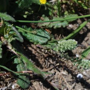 Photographie n°1252128 du taxon Alyssum alyssoides (L.) L. [1759]