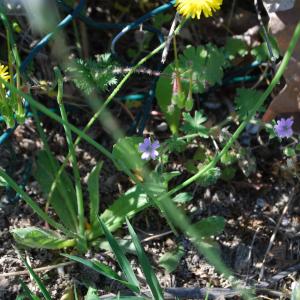 Photographie n°1252138 du taxon Geranium molle L. [1753]