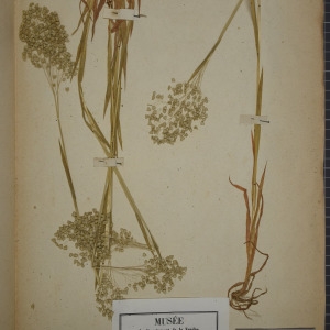 Photographie n°1252224 du taxon Briza minor L. [1753]