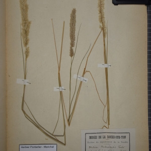 Photographie n°1252232 du taxon Melica nebrodensis sensu Godr. [1856]