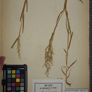 Photographie n°1252258 du taxon Glyceria airoides (Koeler) Rchb. [1827]