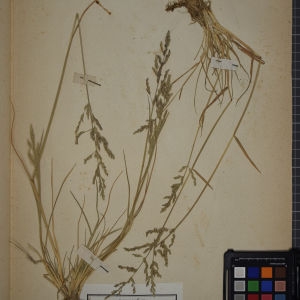 Photographie n°1252259 du taxon Glyceria distans (Jacq.) Wahlenb. [1820]