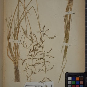 Photographie n°1252265 du taxon Glyceria maritima (Huds.) Wahlb. [1820]