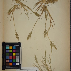Photographie n°1252268 du taxon Glyceria procumbens (Curtis) Sm. [1824]