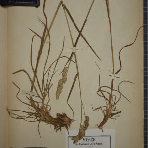 Photographie n°1252275 du taxon Dactylis glomerata L. [1753]