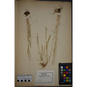 Micropyrum tenellum f. aristatum (Tausch) Lambinon