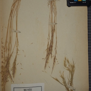 Photographie n°1252286 du taxon Festuca ciliata Brot. [1804]