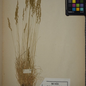 Photographie n°1252292 du taxon Festuca tenuifolia Sibth. [1794]