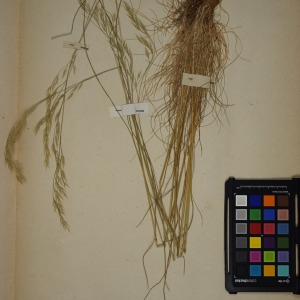  - Festuca heterophylla var. nigrescens (Lam.) Godet [1851]