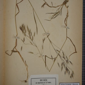 Photographie n°1252315 du taxon Bromus arvensis sensu L. [1754]