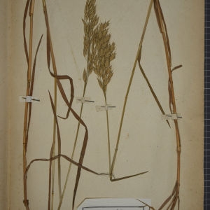 Photographie n°1252322 du taxon Bromus secalinus L. [1753]