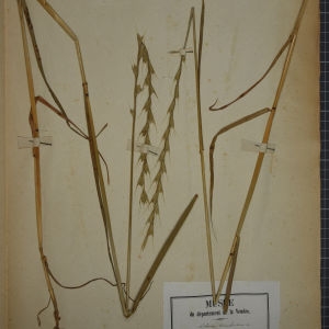  - Lolium temulentum L. [1753]