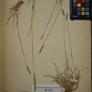 Photographie n°1252348 du taxon Phleum boehmeri Wibel [1799]