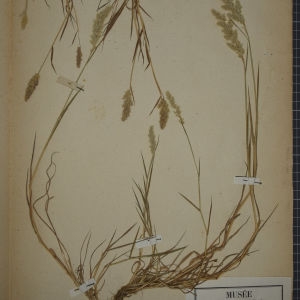 Photographie n°1252354 du taxon Polypogon x littoralis Sm. [1800]