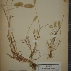  - Polypogon maritimus Willd. [1801]