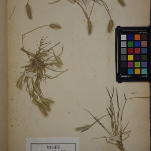  - Hordeum maritimum Moench [1794]