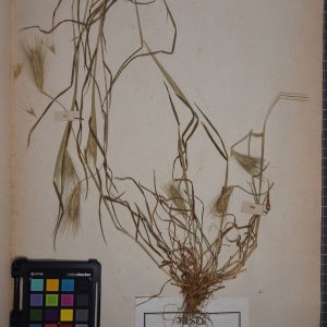 Photographie n°1252361 du taxon Hordeum murinum L. [1753]