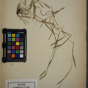 Photographie n°1252372 du taxon Alopecurus geniculatus L. [1753]