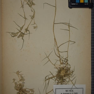 Photographie n°1252379 du taxon Crypsis schoenoides (L.) Lam. [1791]