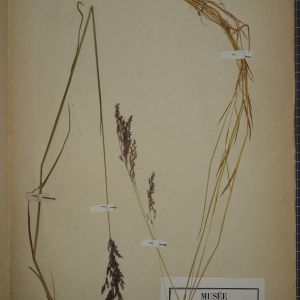 Photographie n°1252390 du taxon Agrostis canina L. [1753]