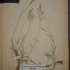 Photographie n°1252391 du taxon Agrostis dubia Leers [1775]