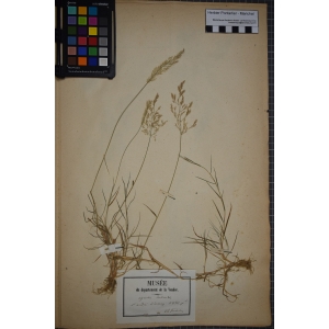 Agrostis gigantea subsp. maeotica (Klokov) Tzvelev (Agrostide géante)