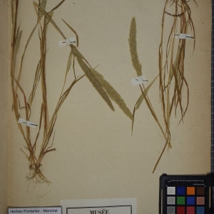Photographie n°1252401 du taxon Gastridium lendigerum (L.) Desv. [1818]