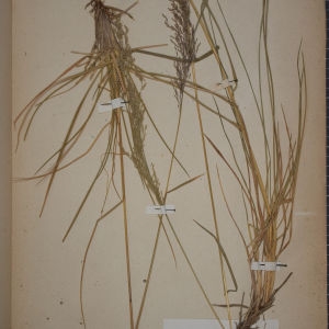 Photographie n°1252421 du taxon Aira cespitosa L. [1753]