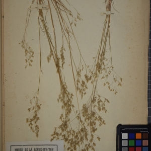 Photographie n°1252425 du taxon Aira caryophyllea subsp. multiculmis (Dumort.) Bonnier & Layens [1894]