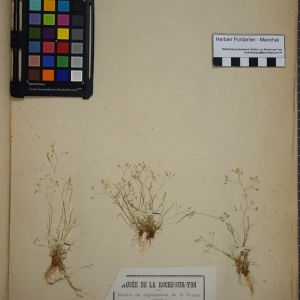 Photographie n°1252426 du taxon Aira patulipes Jord. ex Boreau [1857]