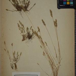 Photographie n°1252427 du taxon Aira praecox L. [1753]
