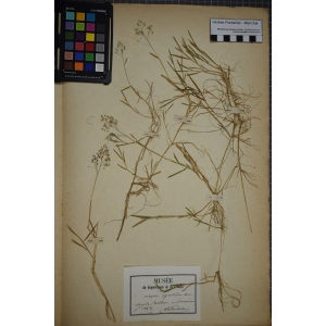 Airopsis agrostidea var. caespitosa N.H.F.Desp. (Canche faux agrostis)