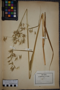 Herbier  PONTARLIER-MARICHAL, le  1 juillet 1853 (La Roche-sur-Yon)